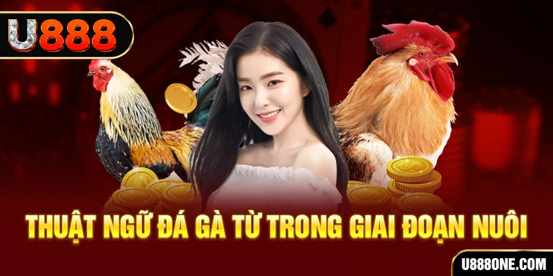 vip666 xổ số miền bắc 90 ngày